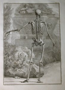Albinus I, Pl. II: Csontváz, illusztráció az „Az emberi test vázizomzatai” című művéből, Bernhard Siegfried Albinus (1697-1770), kiadó: J.undH. Verbeek, bibliop., Leiden, 1740 (metszet